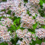 ¿Cómo Podar la Kolkwitzia?