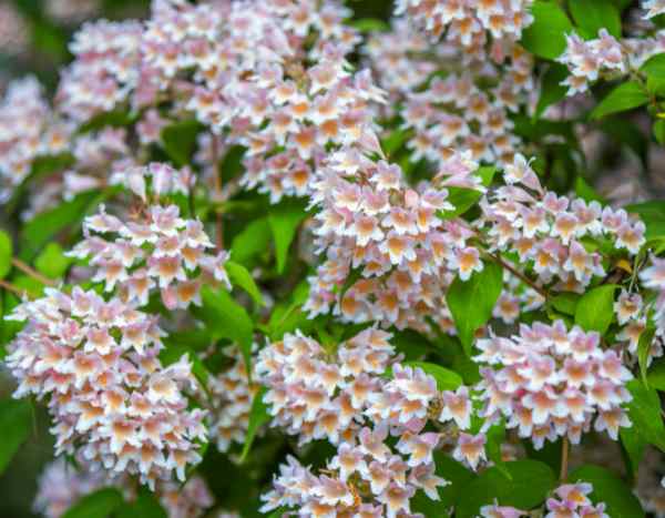 ¿Cómo Podar la Kolkwitzia?