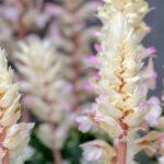 Cultivar la acanto en maceta