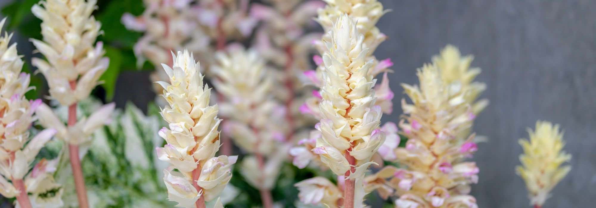 Cultivar la acanto en maceta