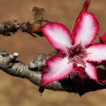 ¿Cómo cultivar el Adenium o Rose del desierto?