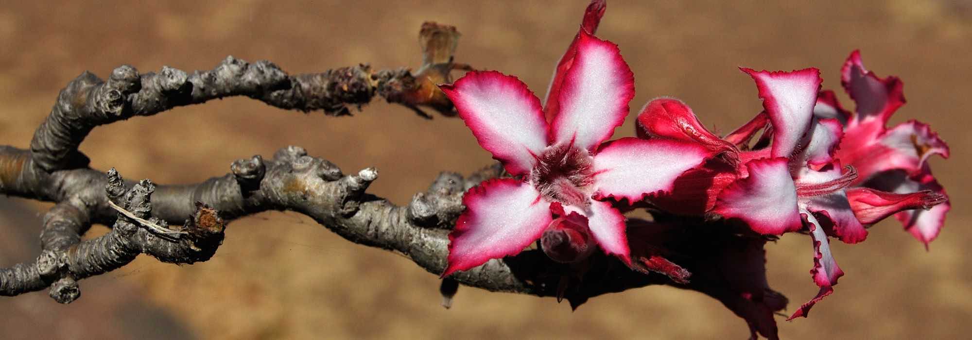 ¿Cómo cultivar el Adenium o Rose del desierto?