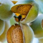 Almendro: ¿cómo elegir la variedad adecuada?