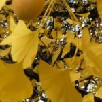 Árboles urbanos: las mejores variedades