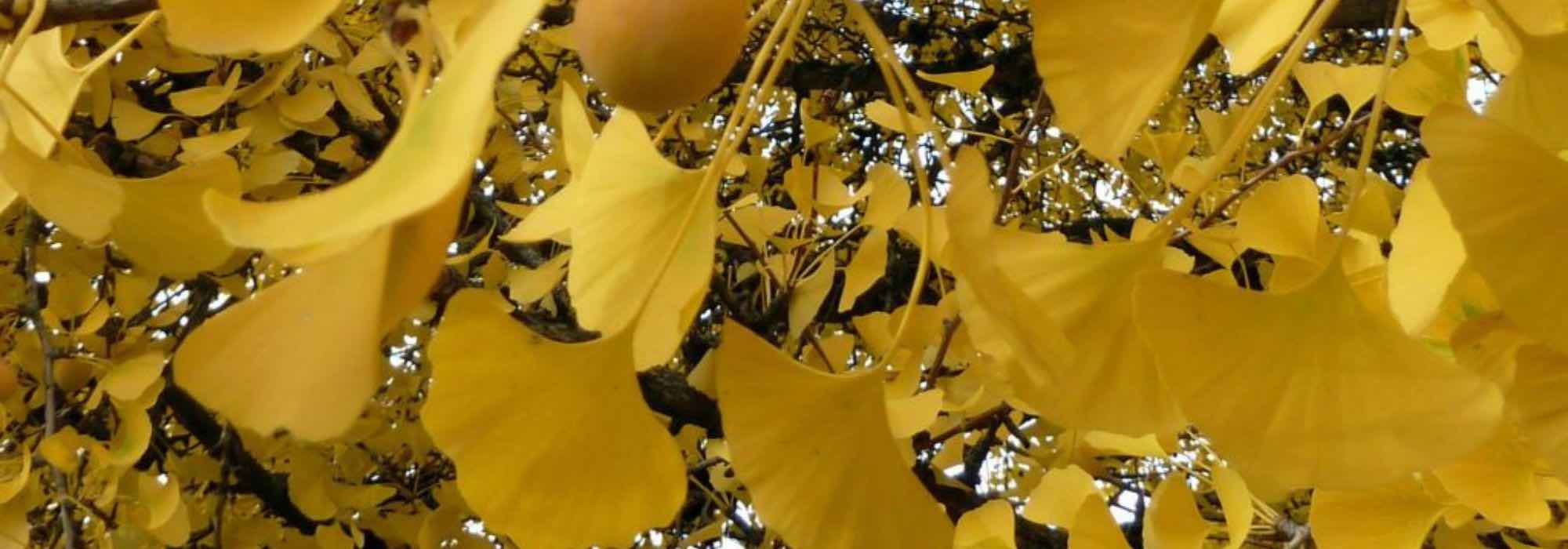 Árboles urbanos: las mejores variedades