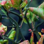 8 arbustos para un seto defensivo