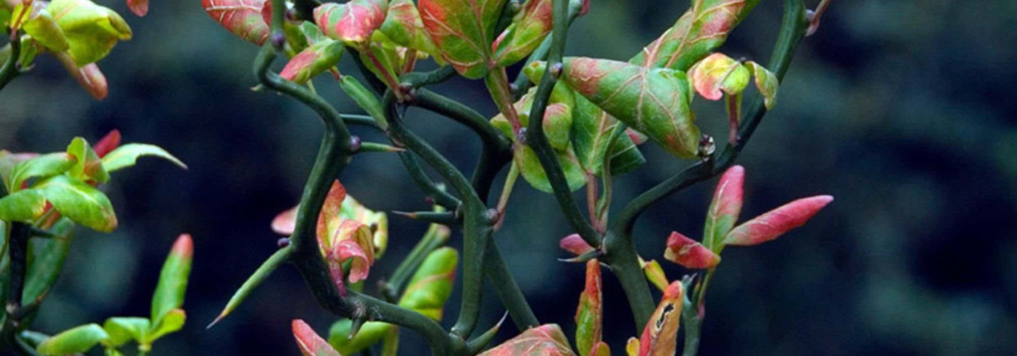 8 arbustos para un seto defensivo