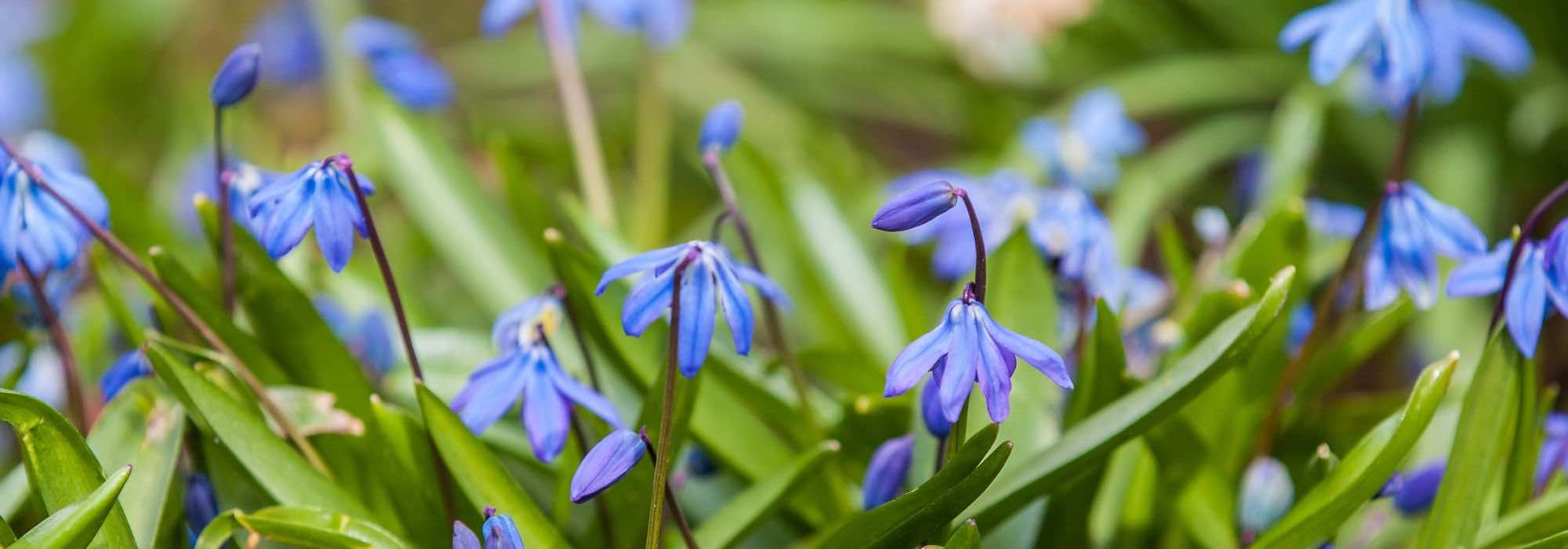 Scillas: 7 ideas de asociaciones