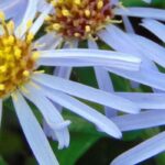 Cultivar un aster en maceta