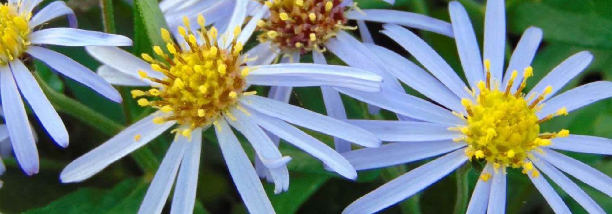 Cultivar un aster en maceta