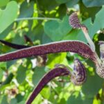 Hacer esquejes de aristoloquia: nuestros consejos para tener éxito