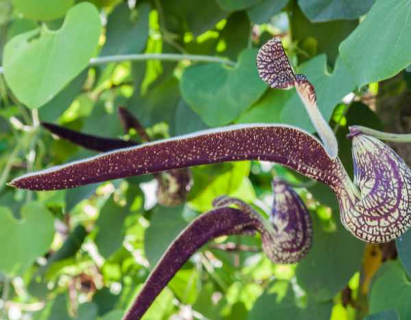 Hacer esquejes de aristoloquia: nuestros consejos para tener éxito