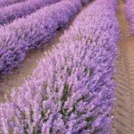 ¿Cómo acolchar una vivácea para protegerla de la humedad?