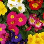 ¿Cómo dividir las Prímula?