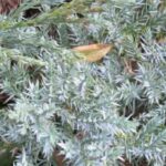 7 coníferas azules para rocalla