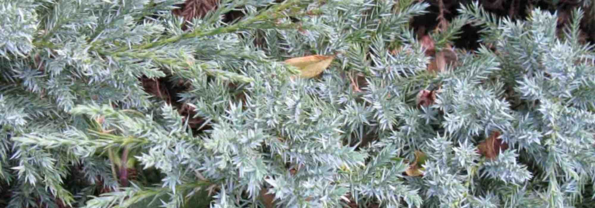 7 coníferas azules para rocalla