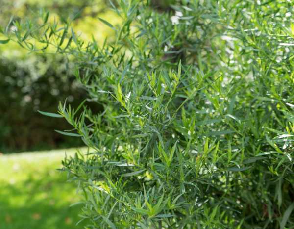 ¿Cómo dividir el estragón?