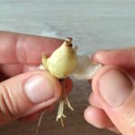 ¿Cómo multiplicar los bulbos por Escama?