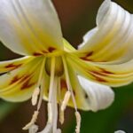Cultivar el Erythronium en maceta