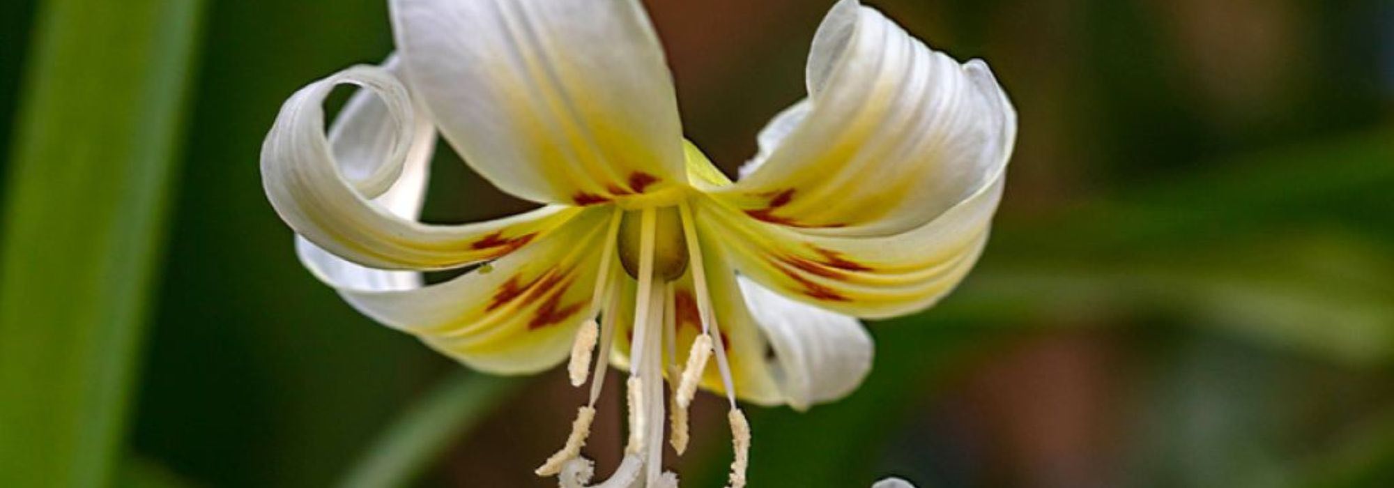 Cultivar el Erythronium en maceta