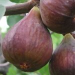 ¿Por qué mi Higuera no da frutos?