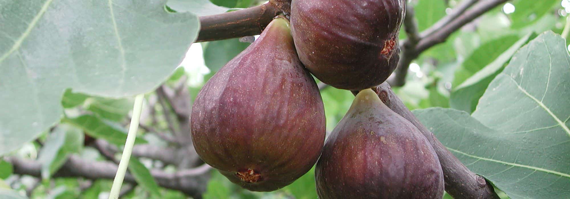 ¿Por qué mi Higuera no da frutos?