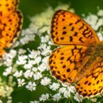 Las flores preferentes de las mariposas