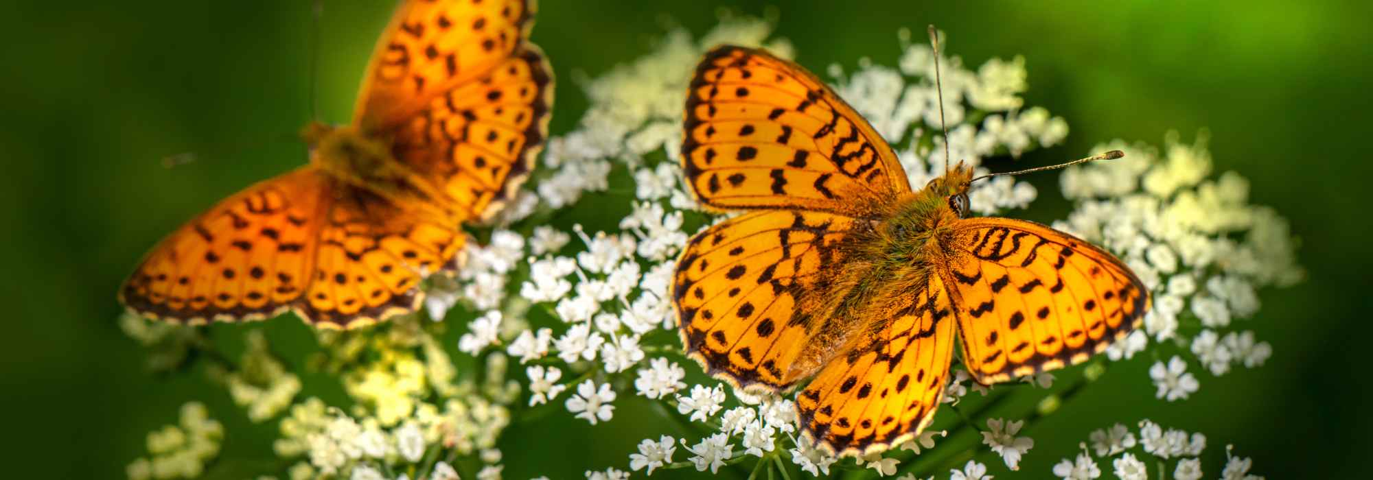 Las flores preferentes de las mariposas