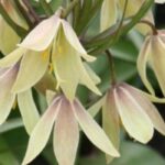 ¿Cómo elegir una Ajedrezada?