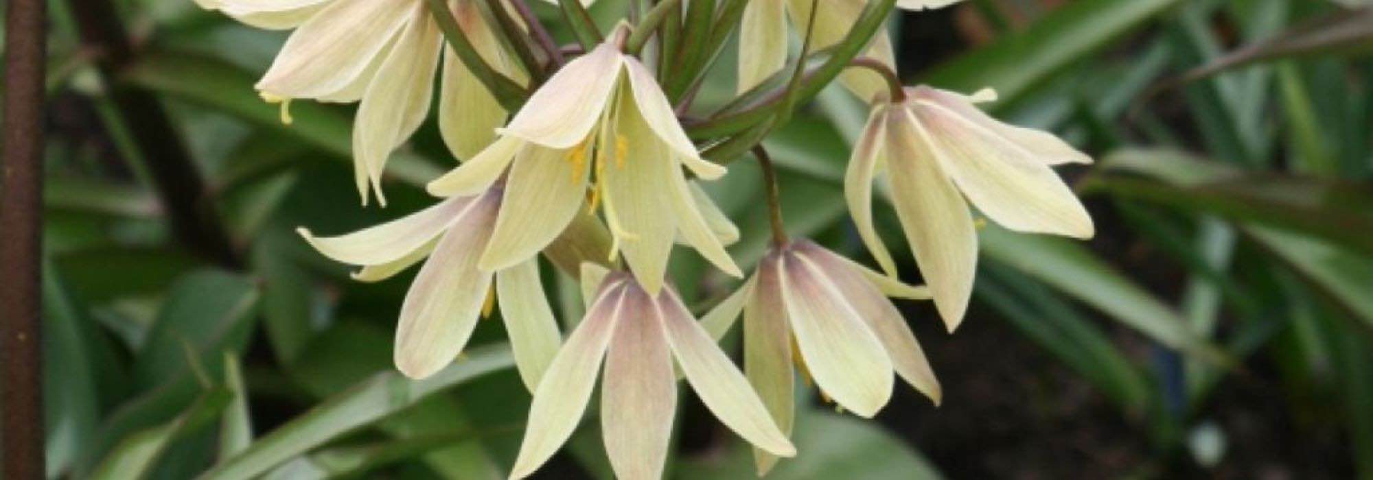 ¿Cómo elegir una Ajedrezada?