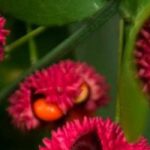 7 Evónimos con frutos decorativos