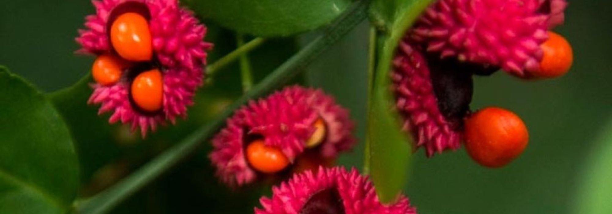 7 Evónimos con frutos decorativos