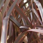 7 gramíneas de follaje bronce