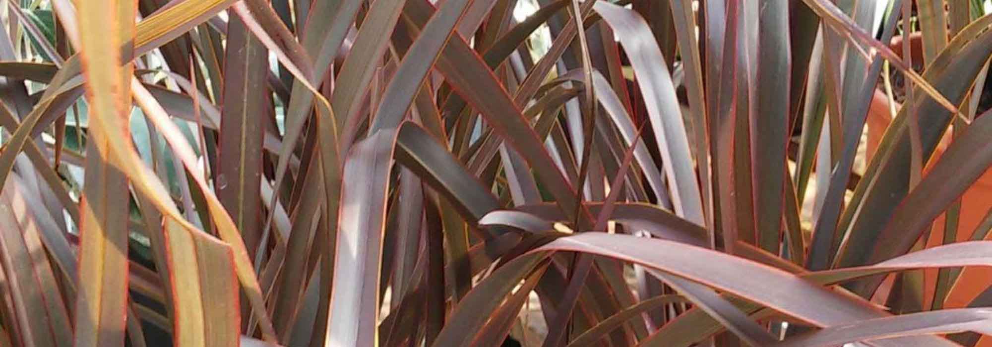 7 gramíneas de follaje bronce