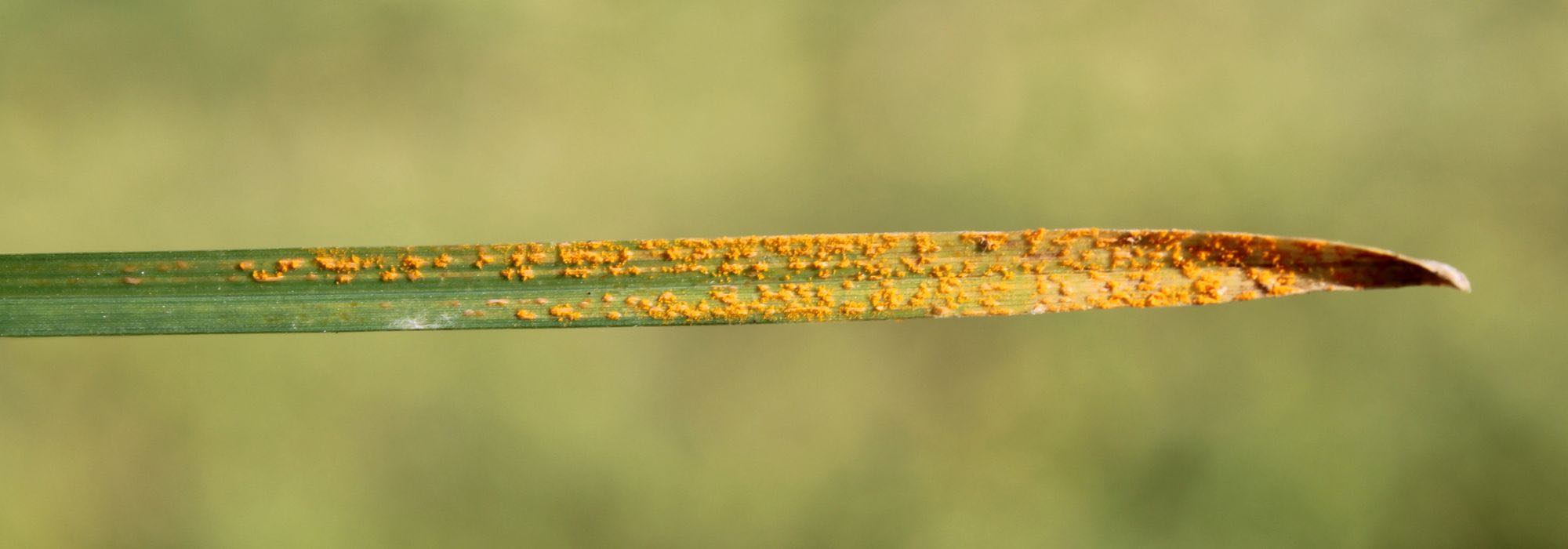 Enfermedades y parásitos de las gramíneas ornamentales