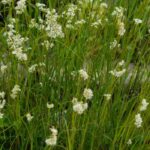 Top 10 de gramíneas para suelos pesados y arcillosos