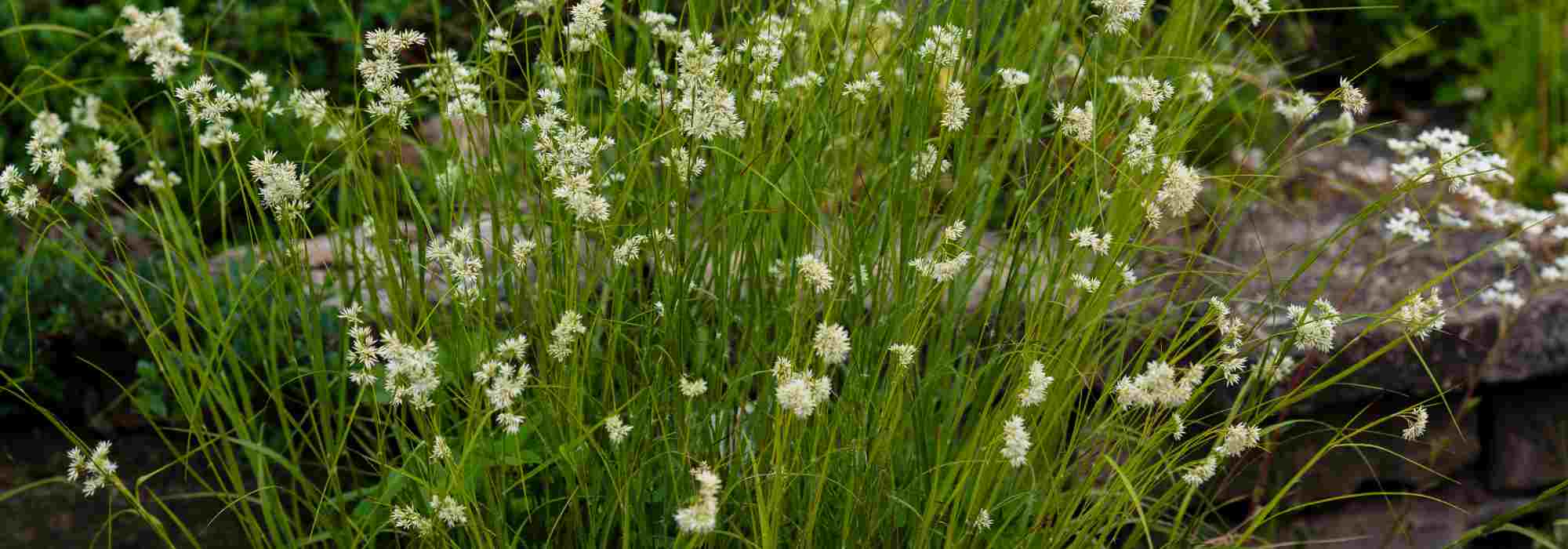 Top 10 de gramíneas para suelos pesados y arcillosos