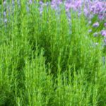 Plantas mediterráneas: ¿cómo cultivarlas al norte?