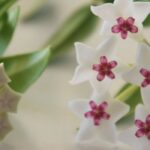¿Cómo cultivar una Hoya?
