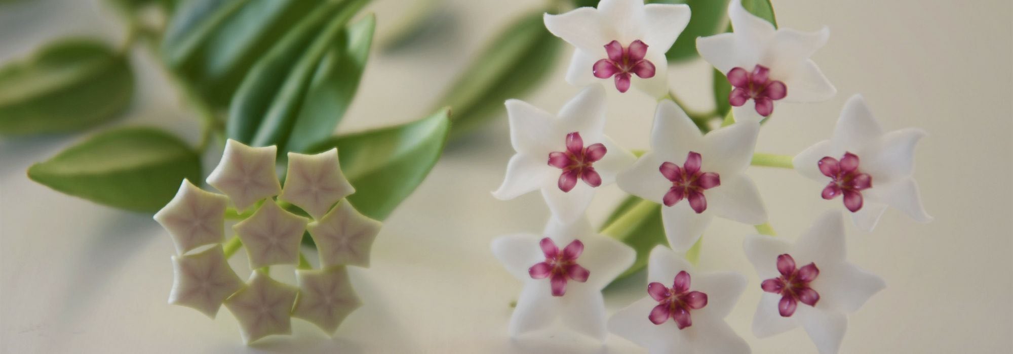 ¿Cómo cultivar una Hoya?