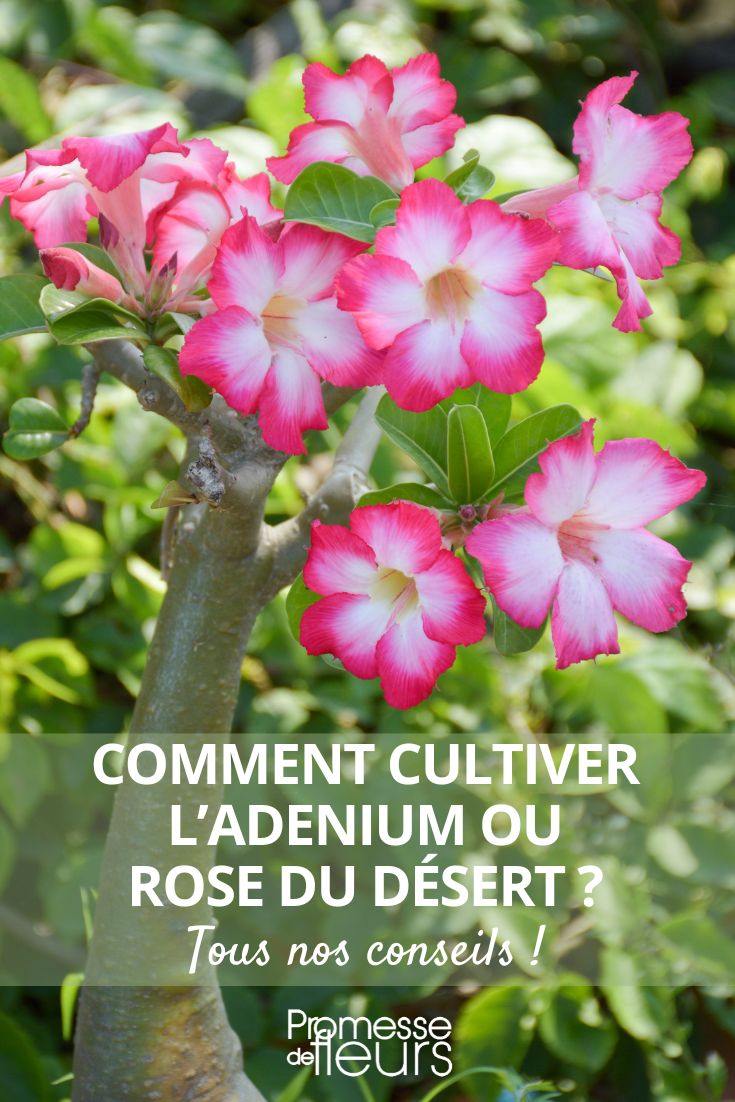 # Adenium obesum: cómo plantar y cuidar la Rosa del Desierto

## Introducción a la Rosa del Desierto

La Adenium obesum, conocida como Rosa del Desierto, es una planta suculenta de extraordinaria belleza originaria de África y la Península Arábiga. Con su tronco hinchado y sus vibrantes flores, se ha convertido en una especie muy apreciada por los amantes de las plantas.

## Cómo plantar tu Adenium

### Sustrato ideal
- Mezcla bien drenada: 50% tierra para cactus + 30% arena gruesa + 20% perlita
- pH ligeramente ácido (6.0-7.0)
- Evita sustratos que retengan demasiada humedad

### Maceta adecuada
- Prefiere macetas de terracota por su porosidad
- Elige un tamaño proporcional al cepellón
- Asegúrate de que tenga agujeros de drenaje

### Época de plantación
- Primavera es el mejor momento
- Evita trasplantar en invierno

## Cuidados esenciales

### Riego
- Riego abundante pero espaciado (deja secar completamente el sustrato)
- Reduce riegos en invierno (1 vez al mes)
- Nunca dejes agua estancada en el plato

### Luz y temperatura
- Necesita pleno sol (mínimo 6 horas diarias)
- Temperatura ideal: 20-35°C
- Proteger de temperaturas bajo 10°C

### Abonado
- Fertilizante líquido para cactus en primavera-verano
- Frecuencia: cada 15 días en periodo de crecimiento
- Suspender abono en otoño-invierno

## Problemas comunes y soluciones

### Hojas amarillas
- Exceso de riego: reducir frecuencia
- Falta de nutrientes: aplicar fertilizante

### Falta de floración
- Insuficiente luz: trasladar a lugar más soleado
- Exceso de nitrógeno: cambiar a fertilizante con más fósforo

### Pudrición del tronco
- Suelo demasiado húmedo: trasplantar a sustrato más seco
- Cortar las partes afectadas y aplicar fungicida

## Consejos adicionales
- Podar ligeramente después de la floración para mantener forma
- Rotar la maceta periódicamente para crecimiento uniforme
- Vigilar plagas como cochinillas y ácaros

Con estos cuidados, tu Rosa del Desierto se convertirá en una espectacular protagonista de tu colección de plantas, ofreciéndote sus magníficas flores durante gran parte del año.