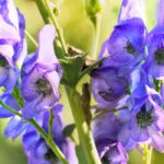 Las plantas tóxicas en la naturaleza