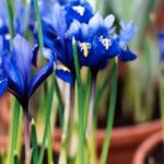 ¿Cómo plantar los bulbos de Iris de Holanda?