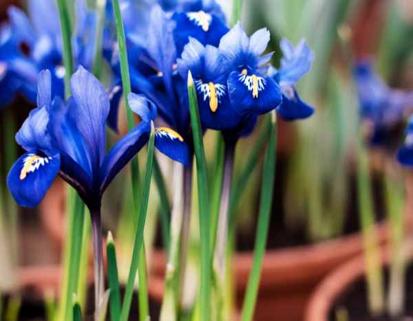 ¿Cómo plantar los bulbos de Iris de Holanda?