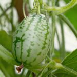 Huerto de curiosidades: 7 plantas sorprendentes para descubrir