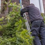 ¿Cuándo y cómo podar una glicina?