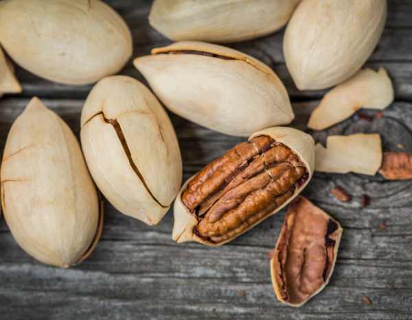 Recolección y conservación de nueces de nuez americana: nuestros consejos