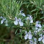 ¿Cómo podar el romero en forma de tallo?