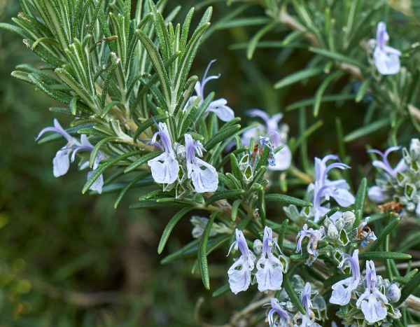 ¿Cómo podar el romero en forma de tallo?