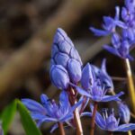 Scillas: las variedades más bonitas